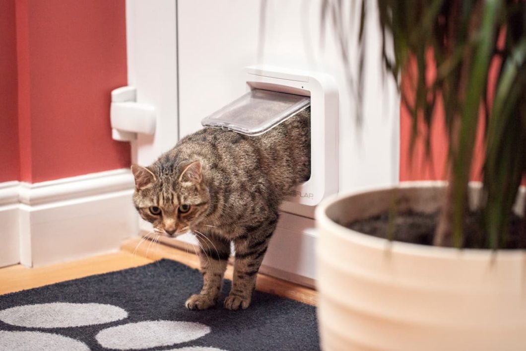 Gato passando por porta inteligente Sureflap
